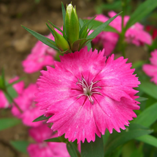 Dianthus Pink